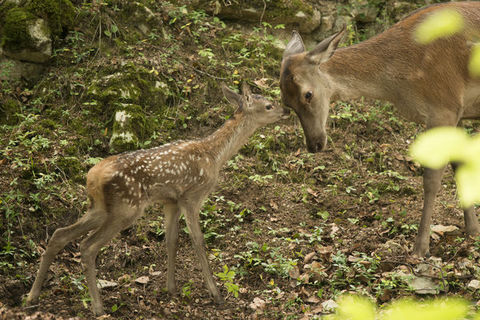 Unsere_Wildnis_Szenenbilder_03.600x600.jpg