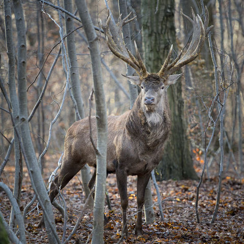 Unsere_Wildnis_Szenenbilder_27.600x600.jpg